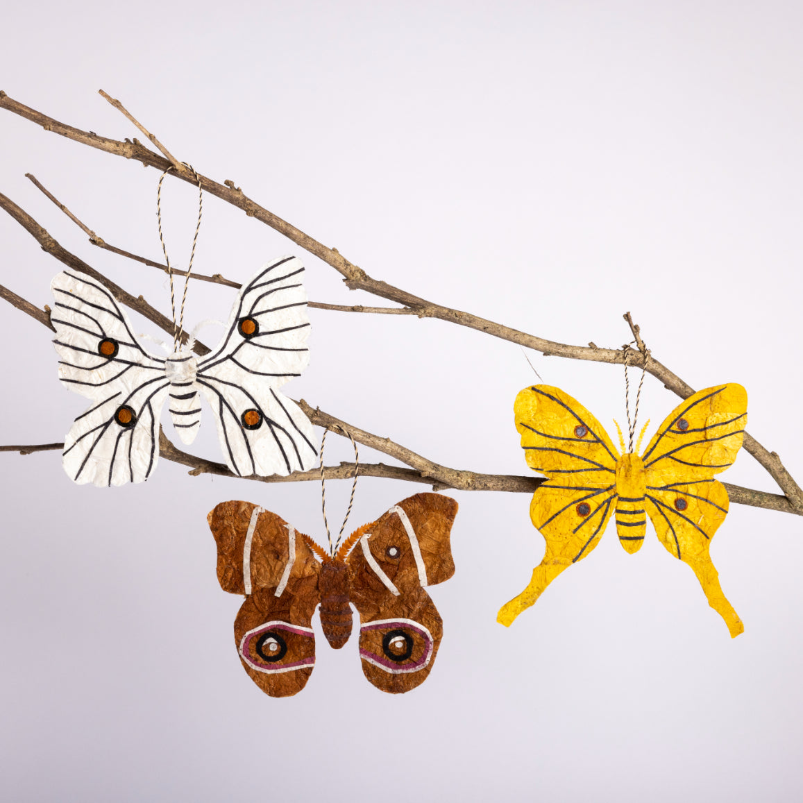 Madagascar Silk Moth Ornament - White