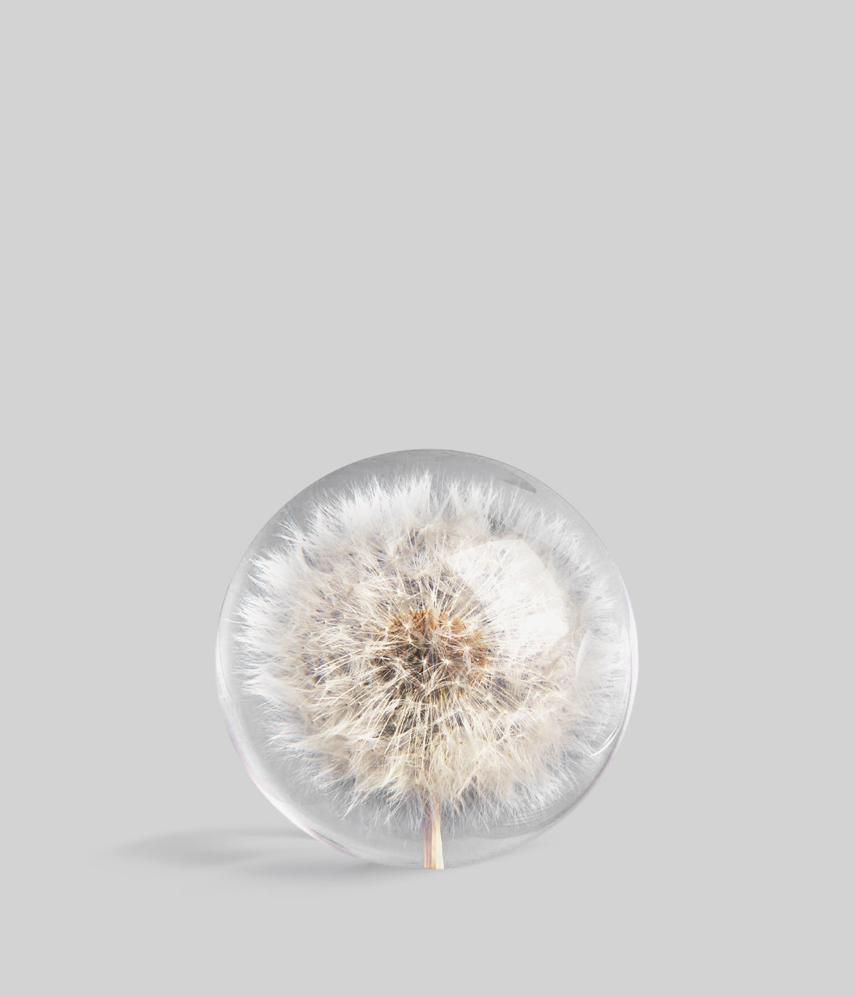 Dandelion Botanical Resin Paperweight