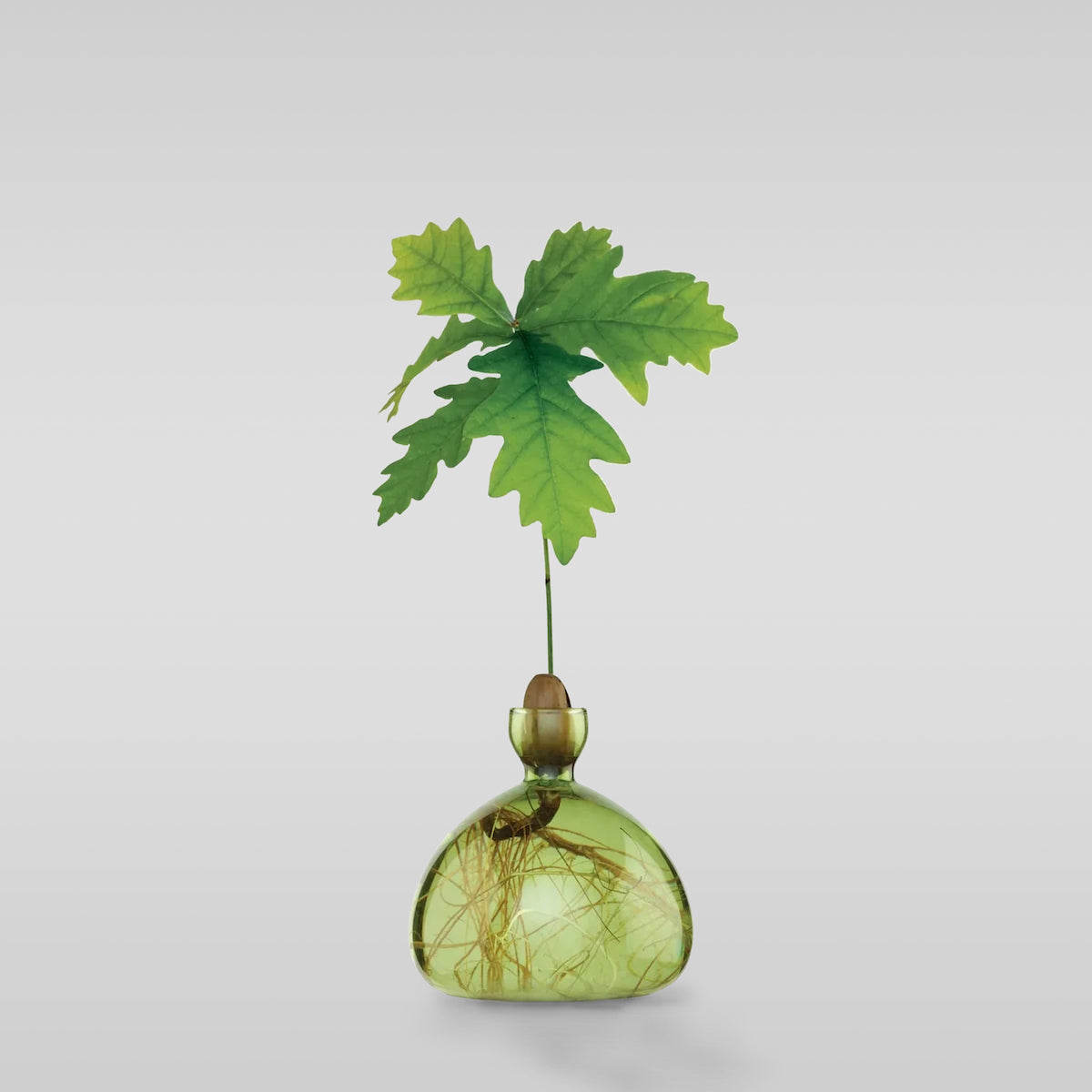 Acorn Vase
