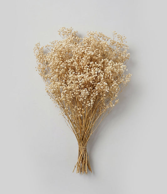 Preserved Blonde Mini Gyp