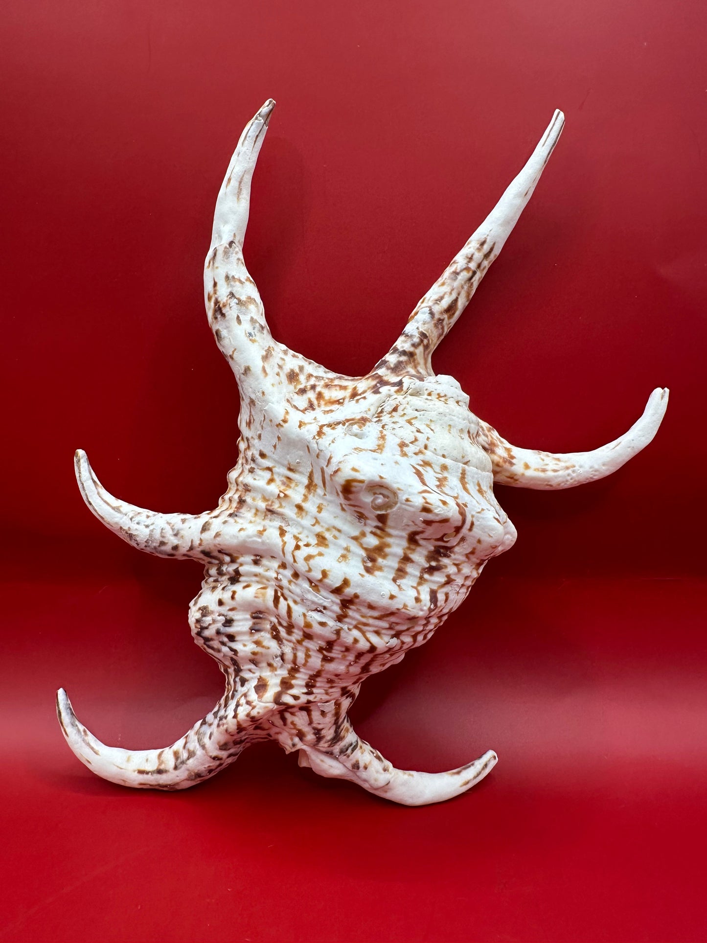 Large Rugosa Arthritic Spider Conch Display – Harpago arthriticus 9"